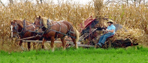 10-amish.jpg 