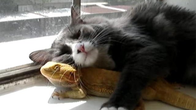 cat and lizard 