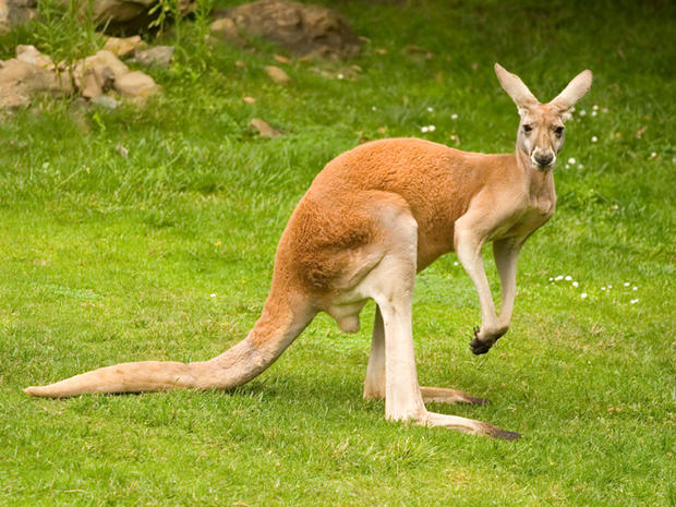 Red kangaroo 
