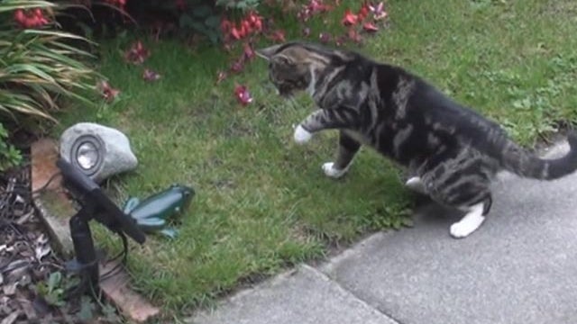 cat vs plastic frog 