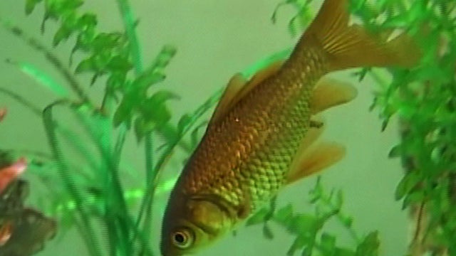 goldfish_728.jpg 