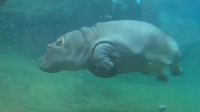 Baby_Hippo_Ballet_copy.jpg 