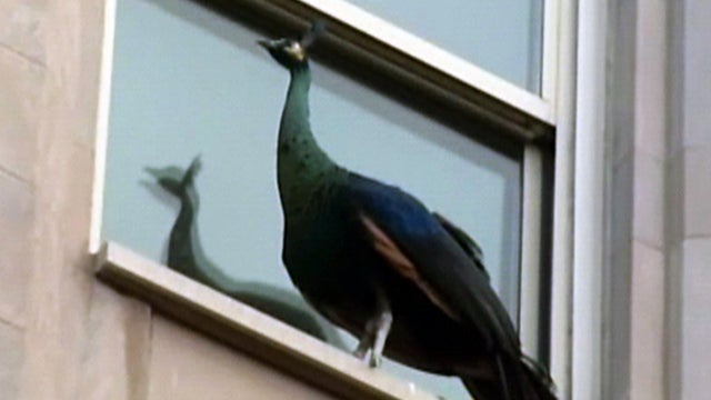 extra_802_Peacock.jpg 