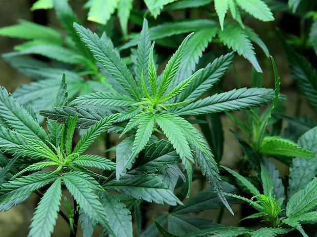 Marijuana - Weed - Pot 
