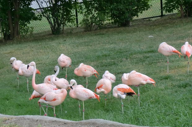 Baby flamingoes are born grey. 