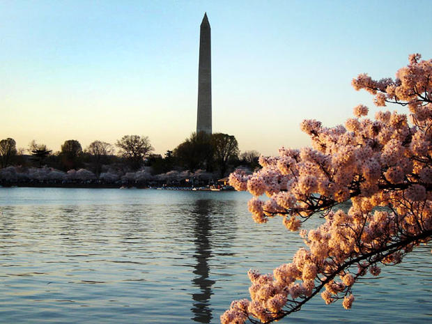 united states, dc, washington dc, cherry blossoms, monument 