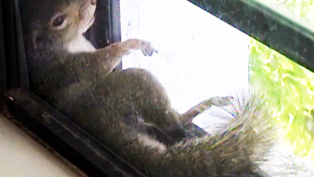 Squirrels lounge in office windowsill  