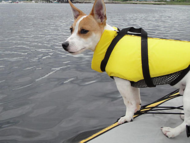 doggie-paddle 