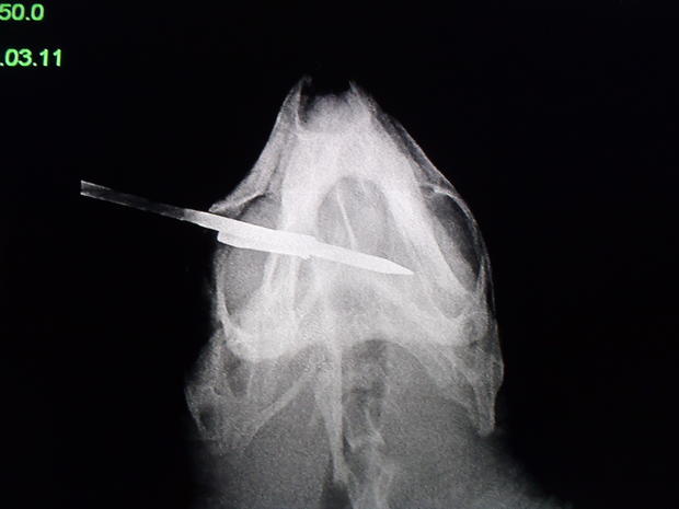 Sara Loggerhead Sea Turtle Spear X-Ray 