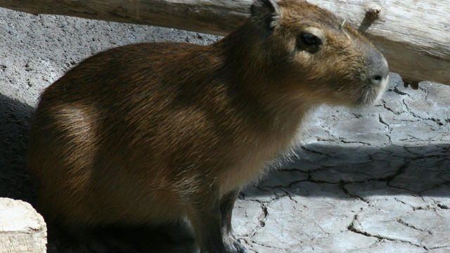 capybara1.jpg 