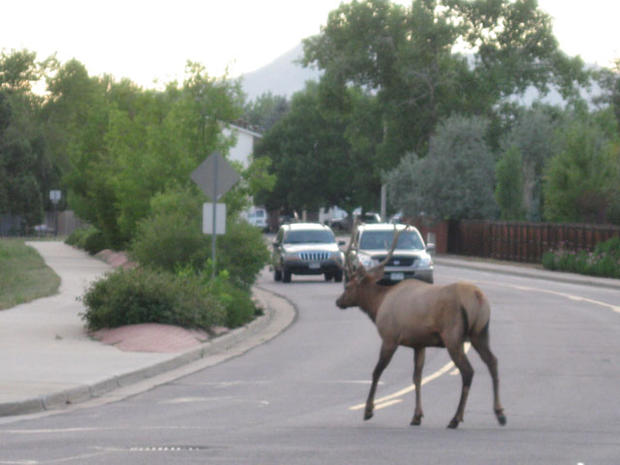 Elk in Lakewood 