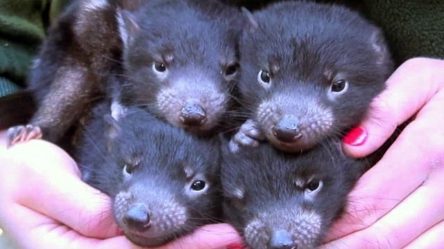 tasmanian devil babies 