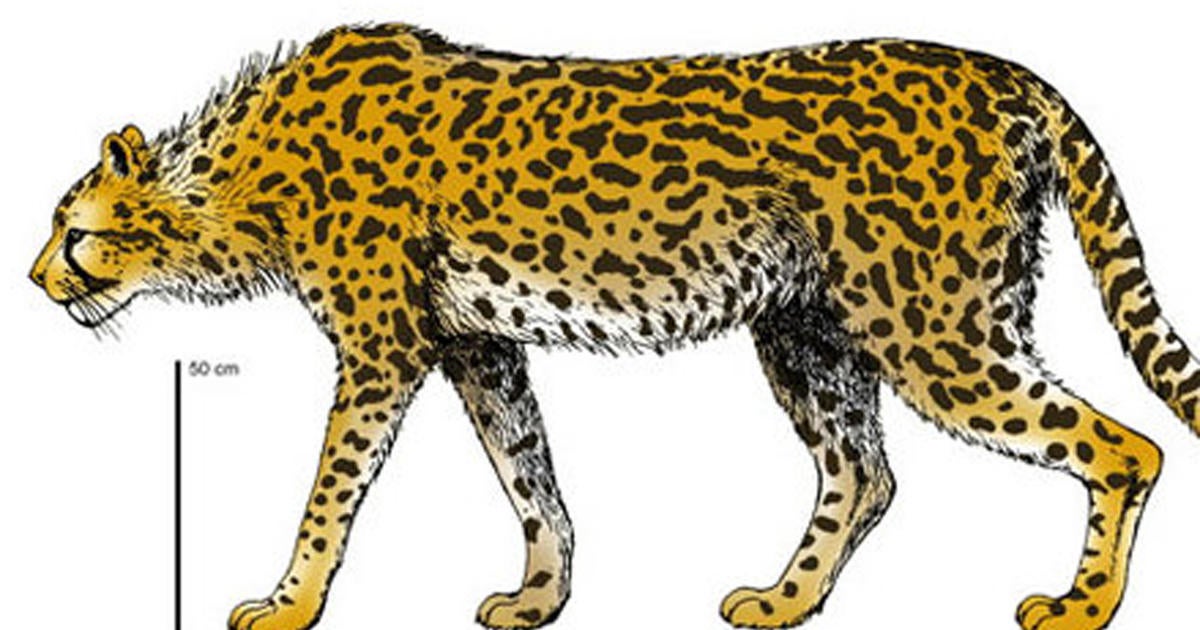 Giant ancient cheetah pegged as super-predator - CBS News