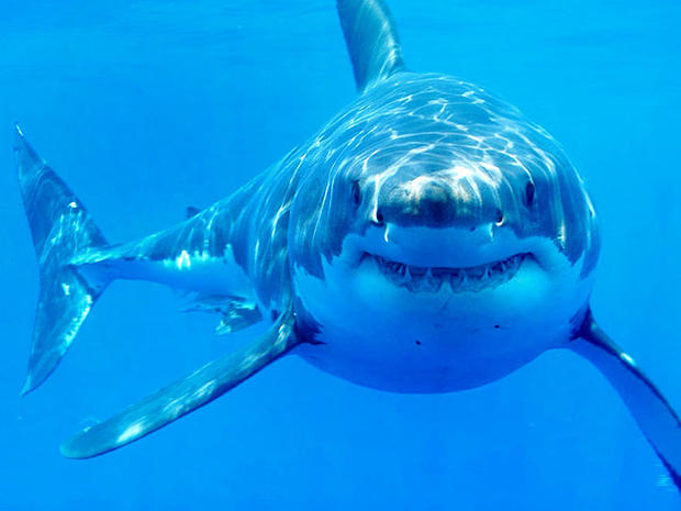 great white shark, shark, shark attack 