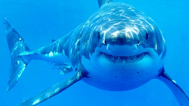 great white shark, shark, shark attack 