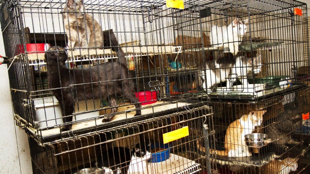 animalhoarding7.jpg 