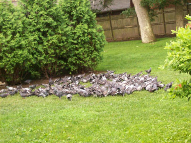Brookline Pigeons 