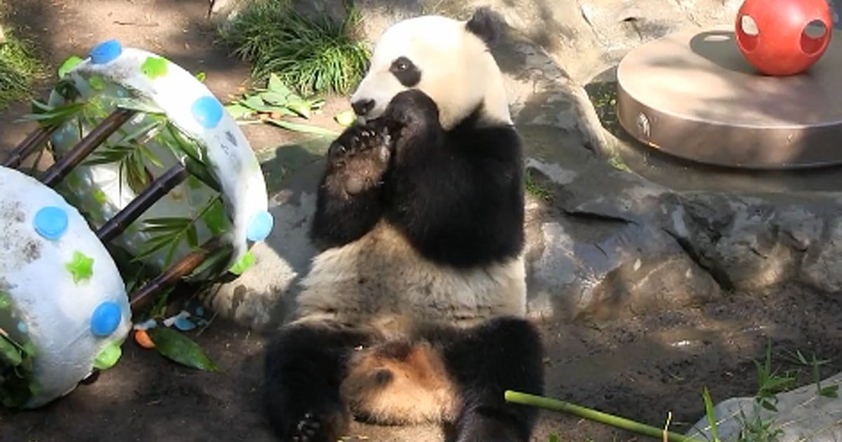 Panda YunZi celebrates second birthday with some cake CBS News