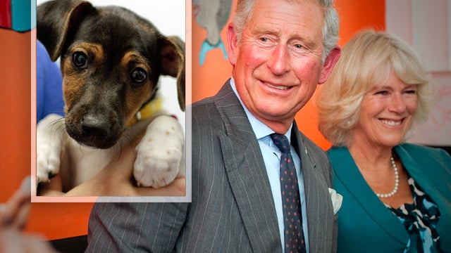 Prince Charles & Camilla's new pet dog 