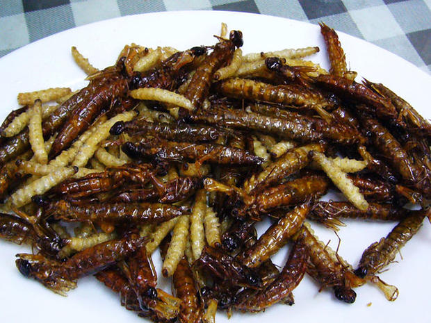fried caterpillars, insects, bugs, edible 