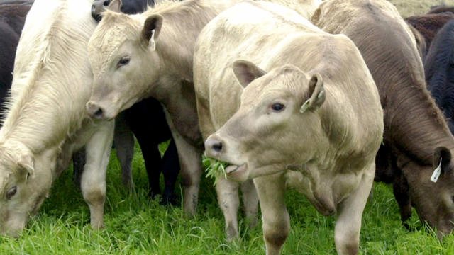 livestock-cows.jpg 