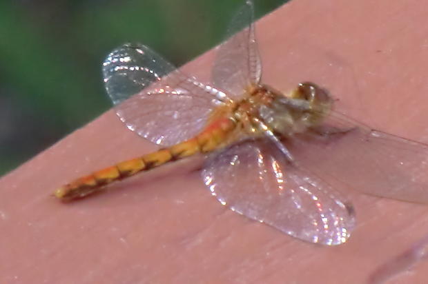 Dragonflies have two sets of wings. 