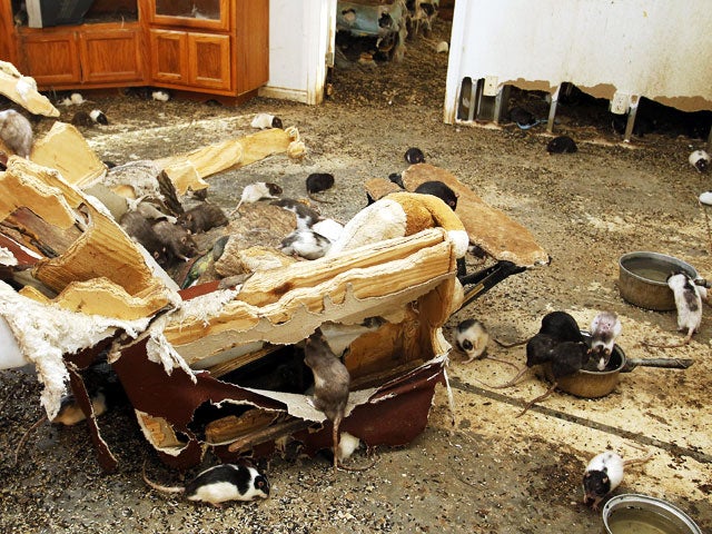 Pet hoarding horrors: 27 photos spotlight cruel disorder