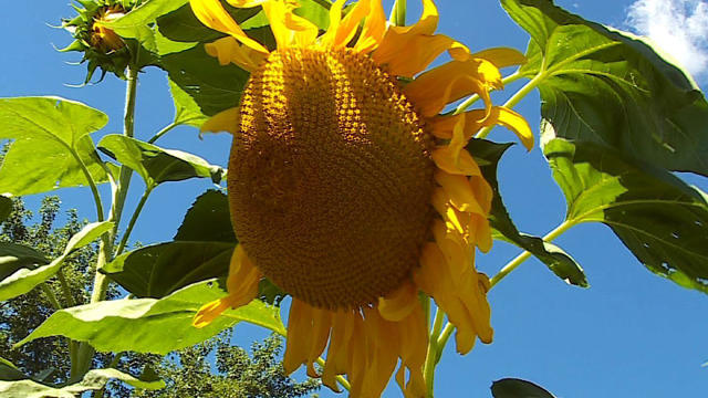 sunflowers-1.jpg 