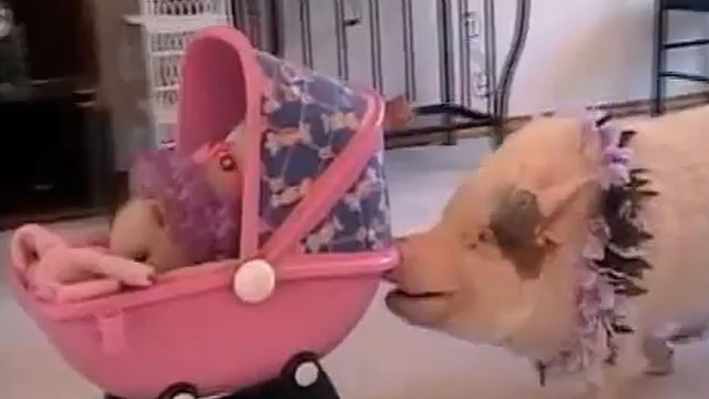 Pig_Stroller_copy.jpg 
