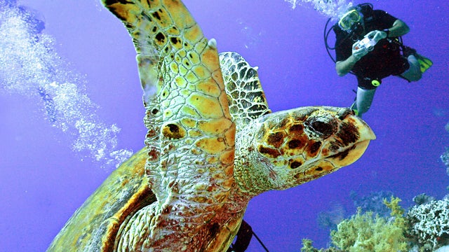 A sea turtle swims with scuba divers in the depth of Ras Mohammed protection area near Sharm el-Sheikh, Egypt, July 6, 2005. One of the most thrilling underwater encounters is that with a turtle. In nature they have few enemies, limited to a few sharks, l 