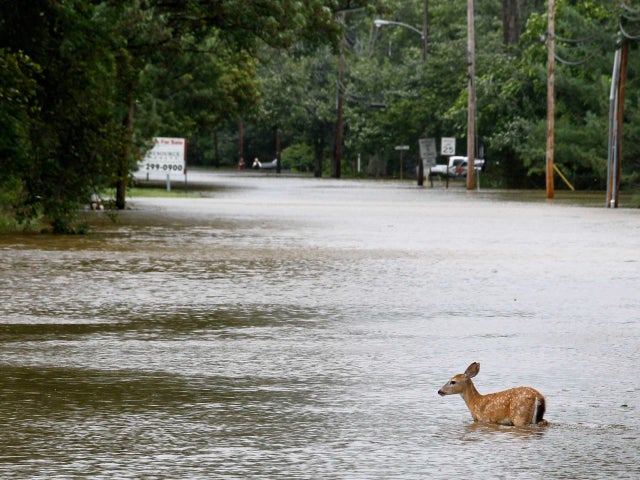 A deer is seen in floodwaters in the aftermath of Hurricane Irene, Aug. 28, 2011, Lincoln Park, N.J. 