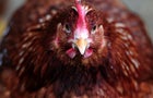 hen.jpg 