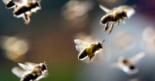 Ortho phasing out chemicals that may be killing bees CBS News