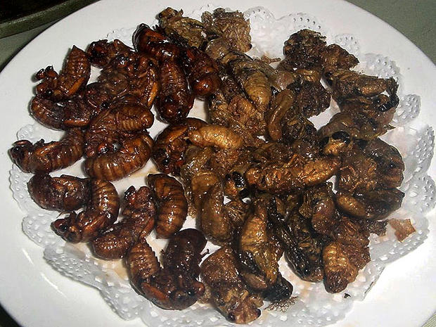 fried cicadae, cicada, edible bugs 