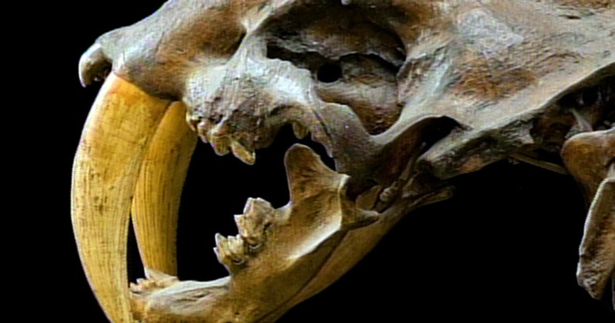 Resurrecting The Extinct Cbs News