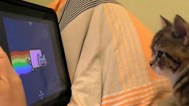 cat watching nyan cat 