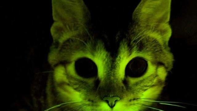 glowing-cats.jpg 
