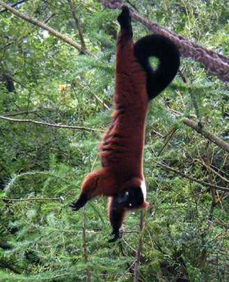 LOL-worthy "batman-ing" photos, it's the new "planking" 