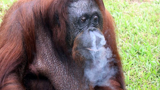 Orangutan_tAP100125036770.jpg 