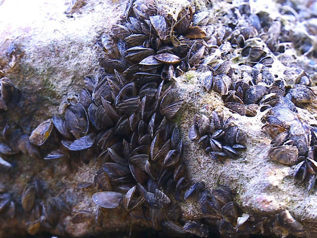 Zebra Mussels 