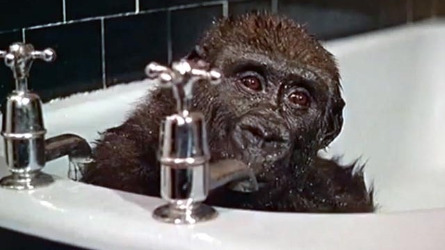 baby gorilla in bath 