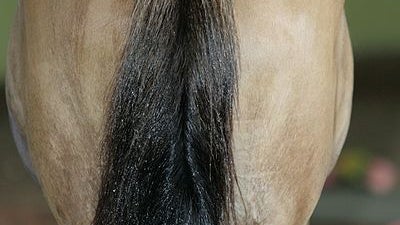 horsetail.jpg 