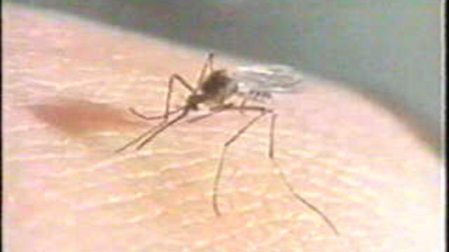 mosquito7094.jpg 