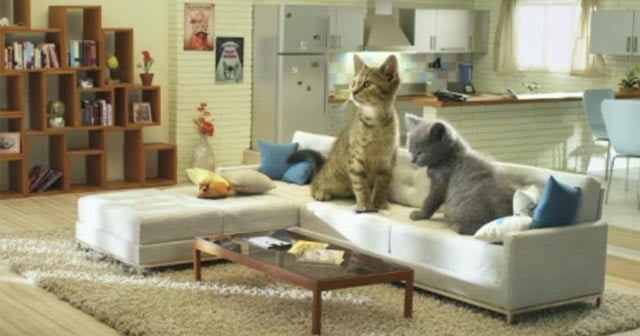 French commercial gives us humans a tour of Cat World - CBS News