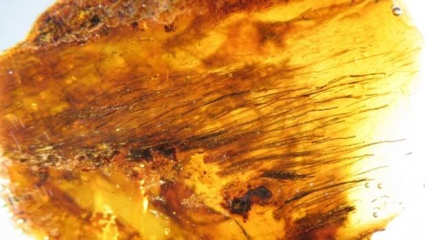 In living color: Ancient feathers preserved in amber 