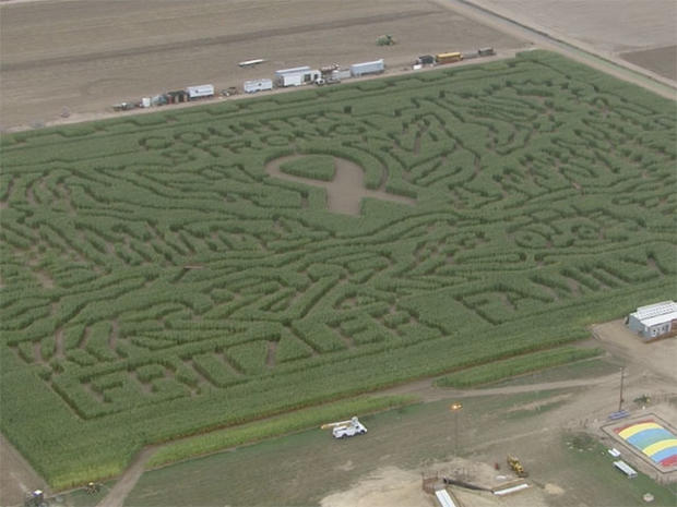corn-maze 