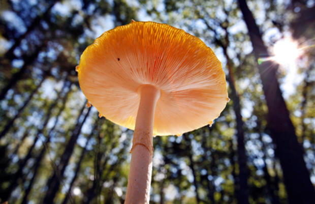 Five-inch tall mushroom 