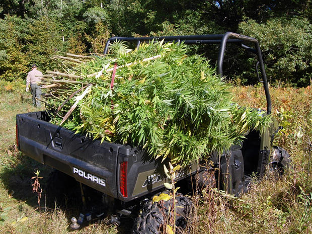 Maplewood State Park - Marijuana Growing Operation 