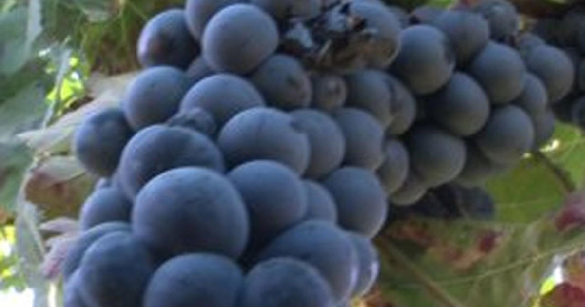 Massive Napa DoOver Prompts Grape Plant Shortage CBS Sacramento