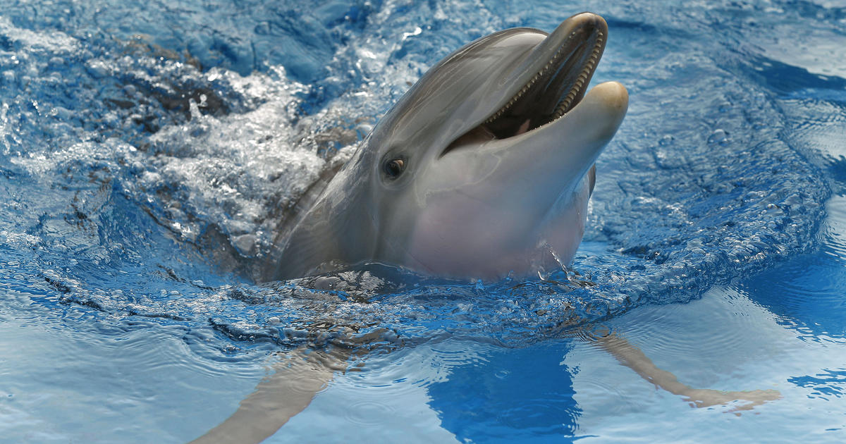 Miami Seaquarium announces demise of beloved dolphin